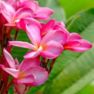Plumeria Flower Seeds
