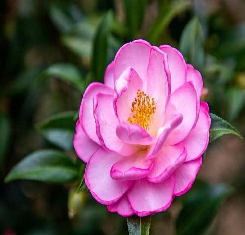 Pink Camellia Flower Seeds