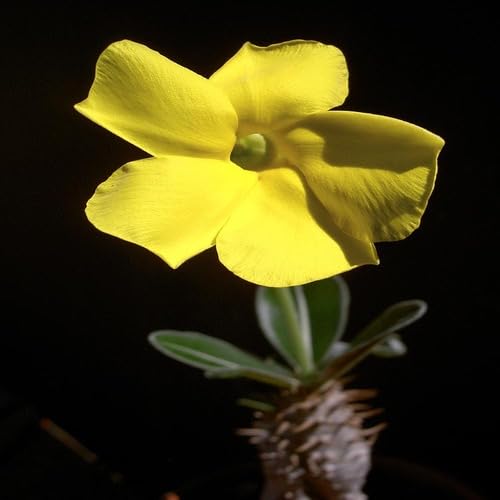 Pachypodium rosulatum Flower Seeds
