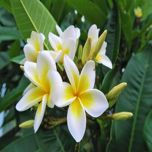 white yellow plumeria flower