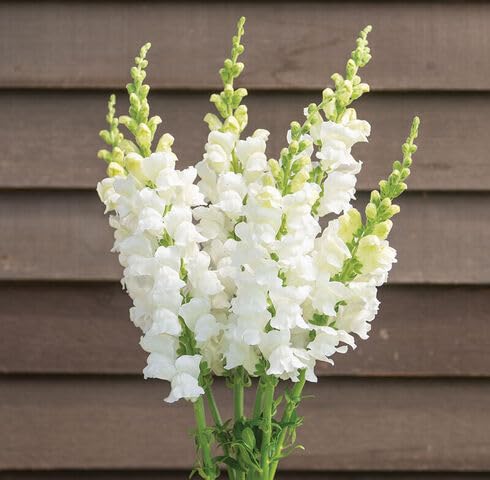 White Snapdragon Flower Seeds