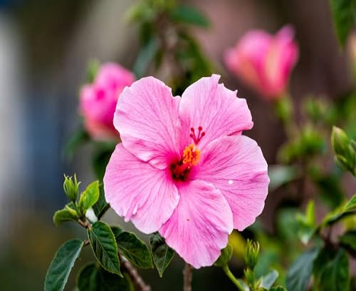 Hibiscus Flower Seeds