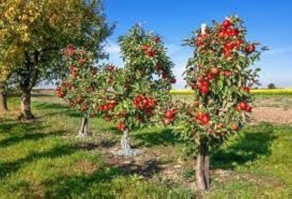 Granny Smith Apple Tree Malus