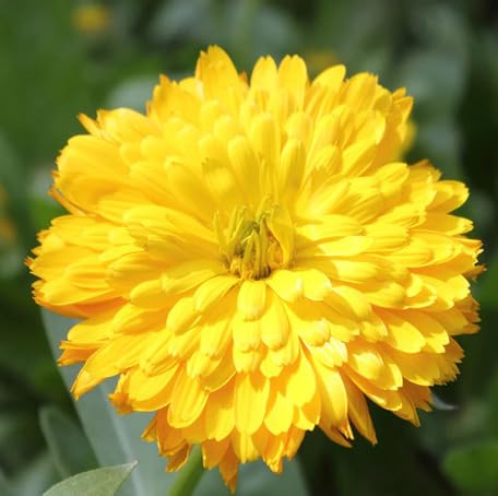 Yellow Calendula Flower Seeds