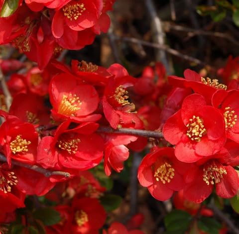 Red Chaenomeles Flower Seeds