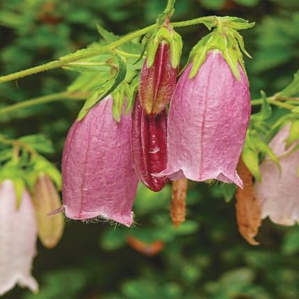 Purple Campanula Flower Seeds