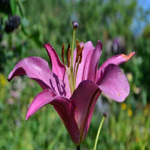 Purple Lilium Flower Seeds