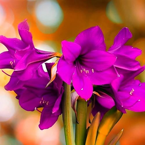 Pink Amarylis Flower Seeds