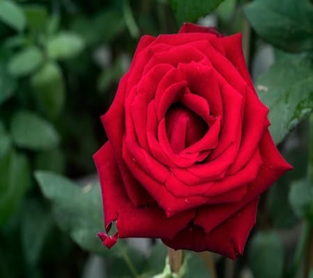 Rose Flower Seeds