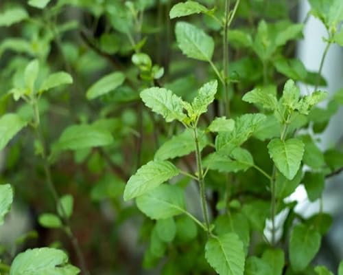 Basil Plant Seeds herb seeds - backyard growing, non gmo garden seeds
