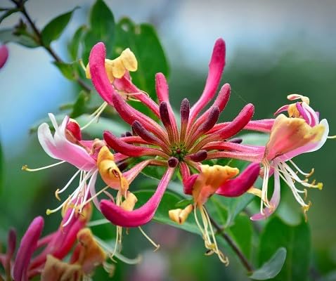 pink lonicera flower seeds