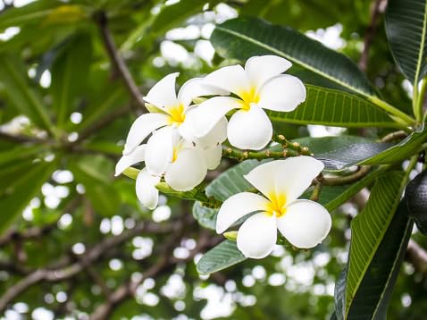 Plumeria Flower Seeds
