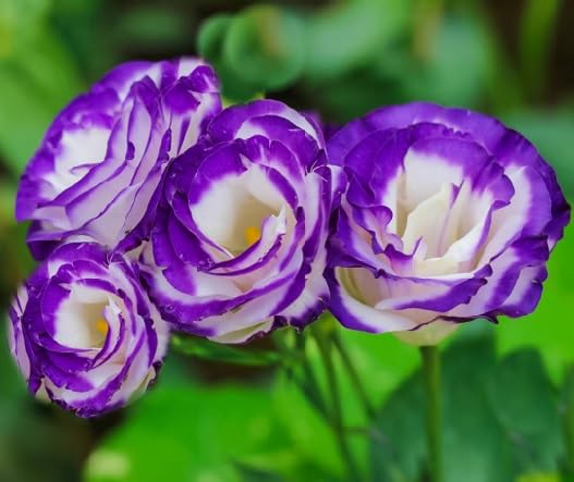 white purple lisianthus flower
