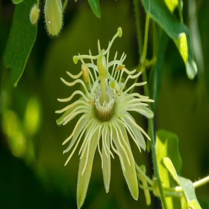 Yellow Passion Flower Seeds
