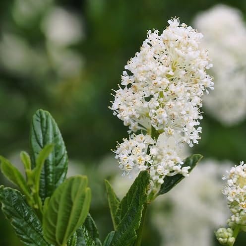 Ceanothus Flower Seeds