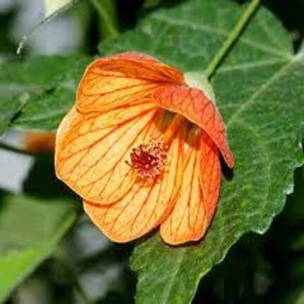Orange Princess Abutilon Flower Seeds