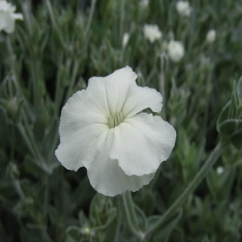 Lychnis Flower Seeds