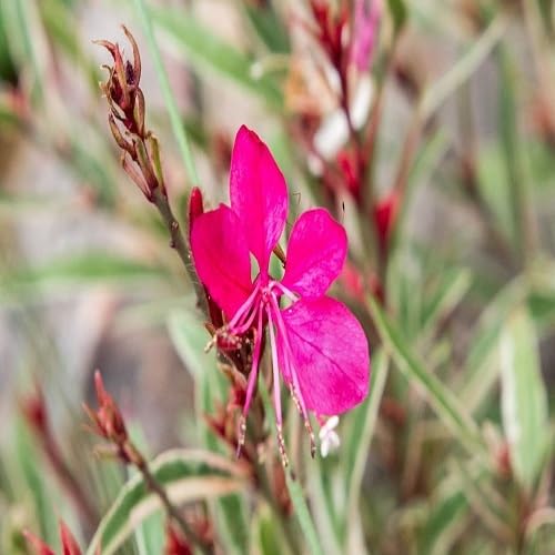 Pink Gaura Flower Seeds