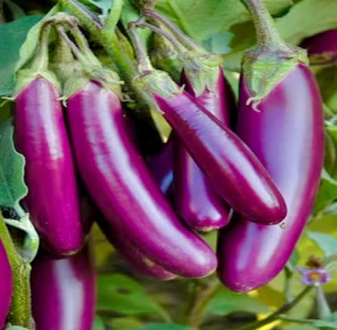 Purple Brinjal vegetable seeds - Heirloom, Organic, Non Gmo Garden Seeds for kitchen garden planting
