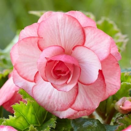 Pink White Begoina Flower Seeds