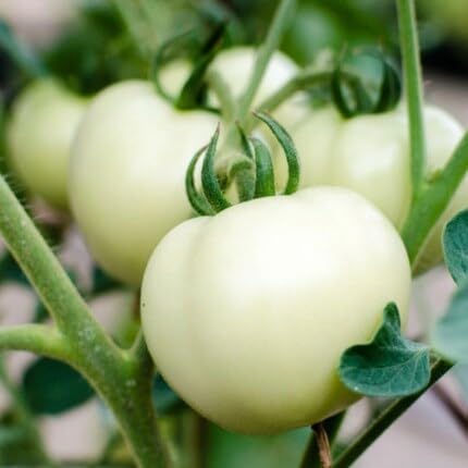 White Tomato Vegetabe vegetable seeds for Home Gardening, Fast Growing Home Garden for kitchen garden planting