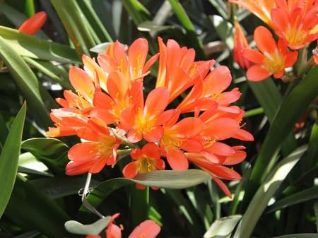 orange clivia flower seeds