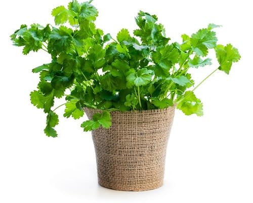 Coriander Plant Seeds Green herb seeds - non gmo, home gardening garden seeds