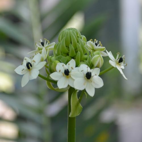 White Ornithogalum Saundersiae Flower Seeds