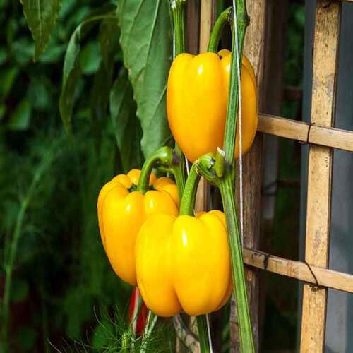 Yellow Peppers vegetable seeds - Heirloom, Organic, Non Gmo Garden Seeds for kitchen garden planting