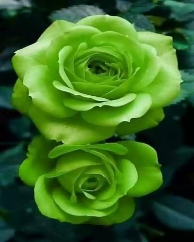 Green Giant Rose Flower Seeds