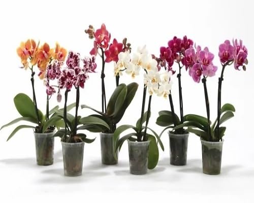 Mix Phalaenopsis Orchid Flowers Seeds