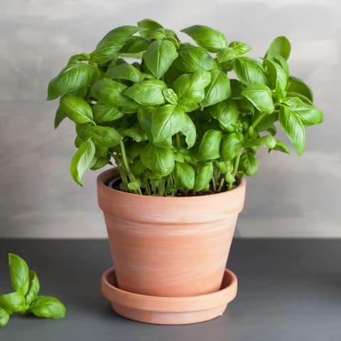 Green Ocimum basilicum Plant Seeds herb seeds - terrace planting, organic garden seeds