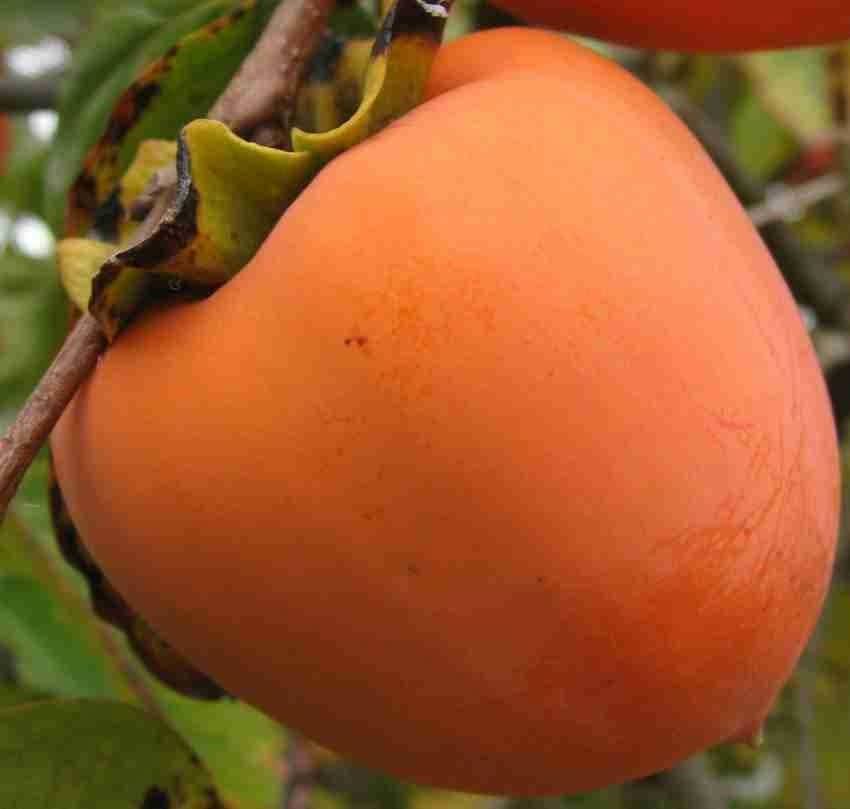 orange persimmon fruit for planting ideal growing trees gmo free Fruit seeds