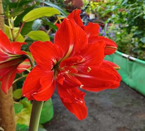 Red Amaryllis Flower Seeds