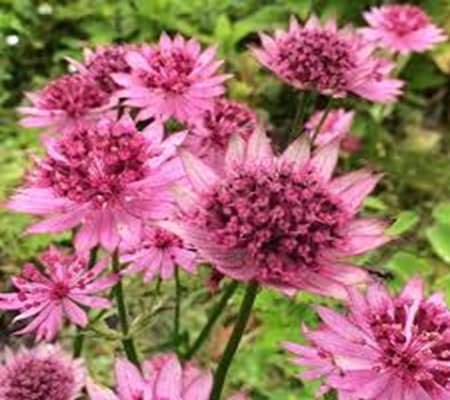 masterwort flower seeds flower