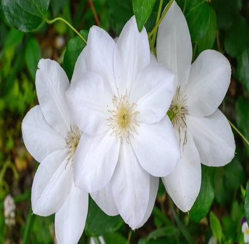 Mixed Clematis Flower Seeds