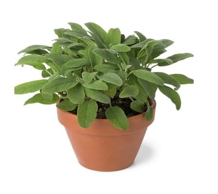sage Plant Seeds herb seeds - non gmo, home gardening garden seeds