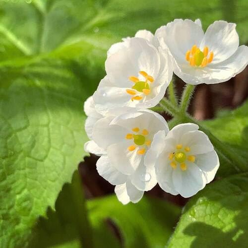 White Skeleton Flower Seeds