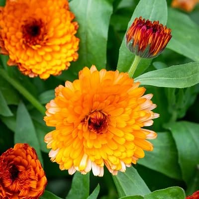 orange calendula flower Fruit Seeds for Home Planting Premium Germination Healthy Harvest Growing