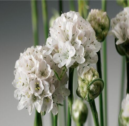 White Armeria Maritima Flower Seeds