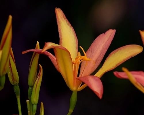 Yellow pardancanda Flower Seeds