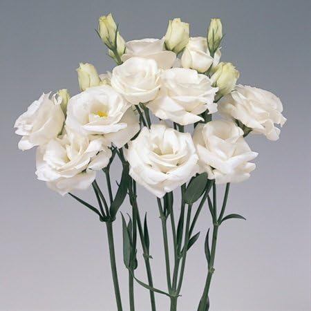 Eustoma Flower Seeds