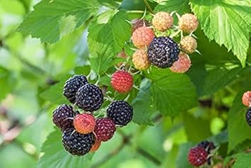 black raspberry fruit Fruit Seeds organic garden seeds