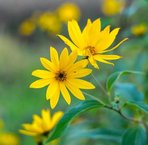 Yellow Helianthus maximiliani Flower Seeds