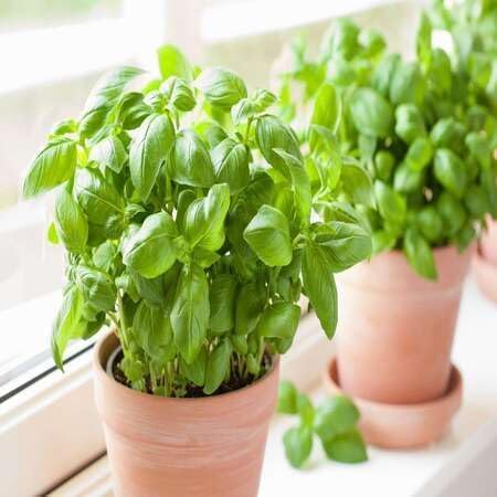 Basil Plant Seeds herb seeds - home gardening, heirloom garden seeds