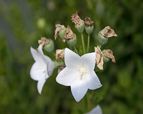 Platycodon grandiflorus Flower Seeds