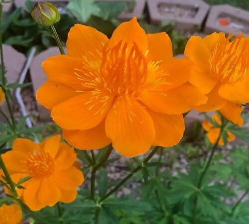 Orange Trolius Flower Seeds