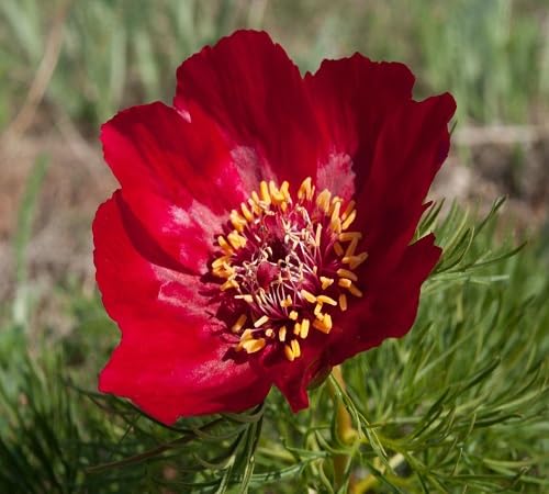 Paeonia tenuifolia Flower Seeds