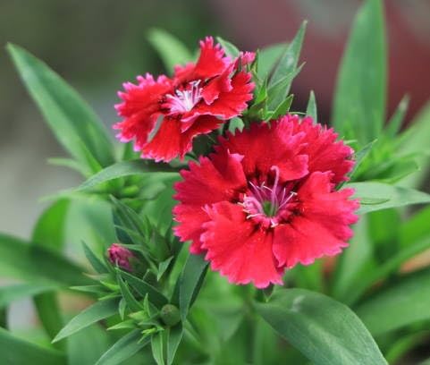 Red Dianthus Flower Seeds - Heirloom Non GMO High Germination Premium Garden Seeds for Planting