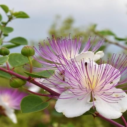 White Purple Capparis Flower Seeds
